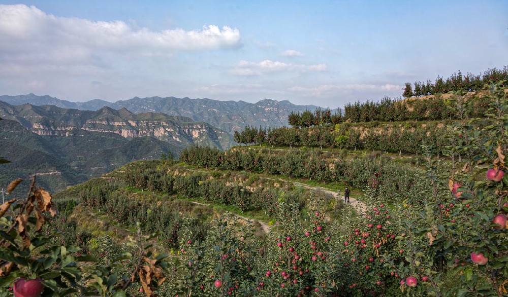沂源山区坡地苹果园全景